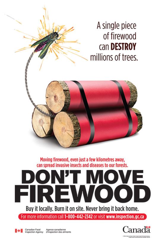 Don't move firewood